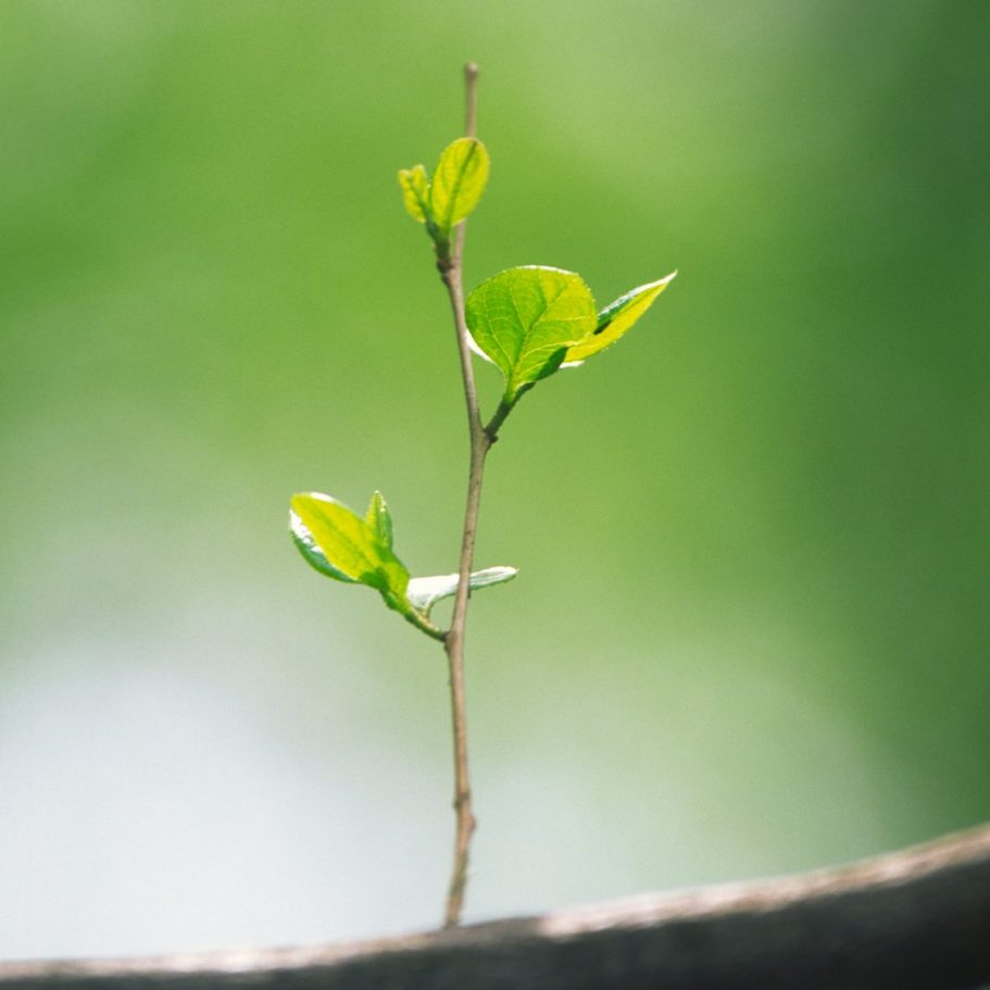 Ein dünner Zweig mit frischen, grünen Blättern vor unscharfem Hintergrund.