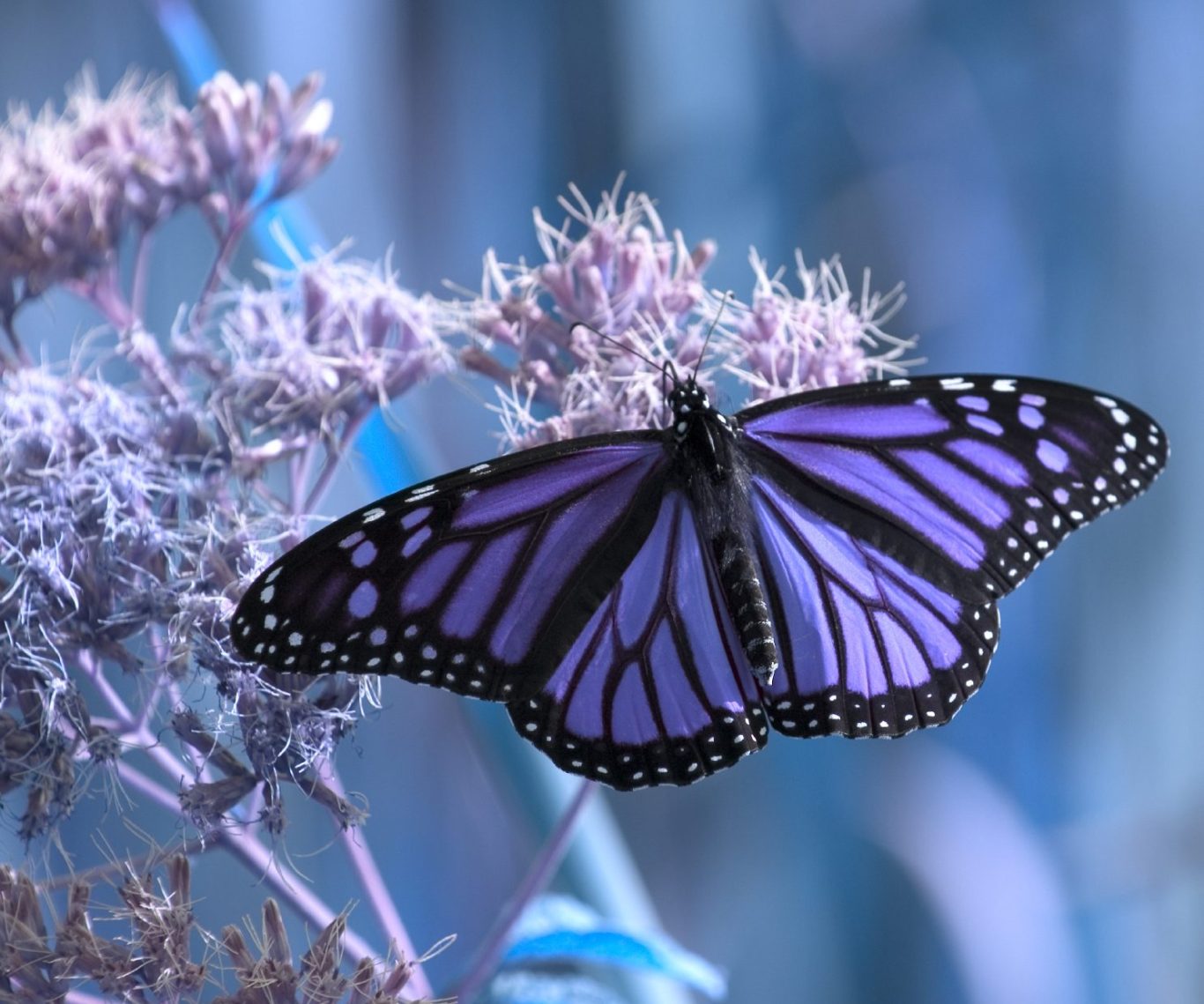 Lila Schmetterling auf blühender Pflanze vor sanften blauen Hintergründen.