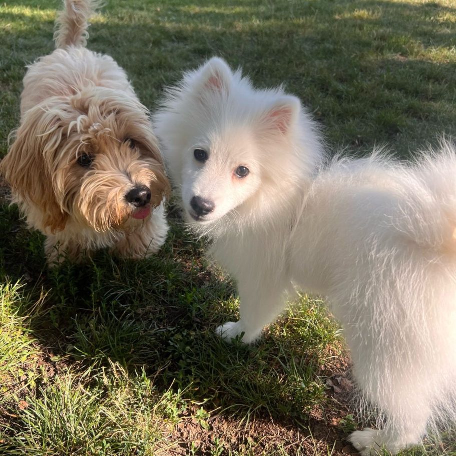 Ein weißer Spitz sitzt auf einem blauen Teppich, umgeben von zerknülltem Papier.